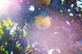 Pear tree with ripe fruits close up in sunlight. Fresh pears growing on branch in the garden with colorful sunbeams Royalty Free Stock Photo