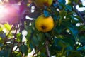 Pear tree with ripe fruits close up in sunlight. Fresh pears growing on branch in the garden with colorful sunbeams Royalty Free Stock Photo