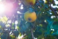 Pear tree with ripe fruits close up in sunlight. Fresh pears growing on branch in the garden with colorful sunbeams Royalty Free Stock Photo