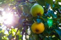 Pear tree with ripe fruits close up in sunlight. Fresh pears growing on branch in the garden with colorful sunbeams Royalty Free Stock Photo