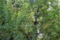 Pear tree and ripe fruits with green leaves Royalty Free Stock Photo