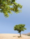 Pear tree and ripening fruits