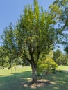 A Pear Tree in the Rural Alabama Countryside Royalty Free Stock Photo
