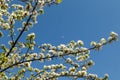 Pear tree spring white flowers bloom in garden
