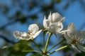 Pear tree spring white flowers bloom in garden
