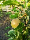 Pear on the tree on a summer sunny day. Selective focus