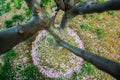 A pear tree surrounded by fallen flowers