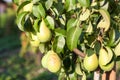Pear tree,tasty young pear hanging on tree. Royalty Free Stock Photo