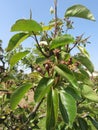 Pear tree twigs with buds in spring . Tuscany, Italy