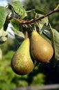 Pear Tree Royalty Free Stock Photo