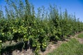 Pear tree with the wonderful fruits. Baden Wuerttemberg, Germany, Europe