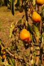 Pear tree, yellow fresh fruit pears farm on tree