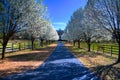 Pear Trees in Bloom Royalty Free Stock Photo