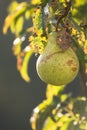 Pear trees hanging from the tree branch to the Pear Garden