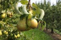 Pear trees laden with fruit in an orchard Royalty Free Stock Photo