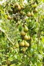 Pear trees laden with fruit in an orchard Royalty Free Stock Photo