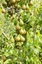 Pear trees laden with fruit in an orchard in the sun Royalty Free Stock Photo