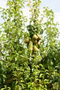 Pear trees laden with fruit in an orchard in the sun Royalty Free Stock Photo