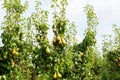 Pear trees laden with fruit in an orchard in the sun