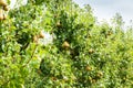 Pear trees laden with fruit in an orchard in the sun Royalty Free Stock Photo