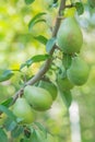 Pear trees laden with fruit in an orchard in the sun Royalty Free Stock Photo