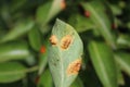 Pear trellis rust on a pear leaf Royalty Free Stock Photo