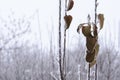 Pear twigs with leaves covered with frost Royalty Free Stock Photo