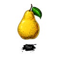 Pear vector drawing. hand drawn object on white backgro Royalty Free Stock Photo