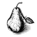 pear vector drawing. Isolated hand drawn, engraved style illustration Royalty Free Stock Photo