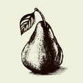 pear vector drawing. Isolated hand drawn, engraved style illustration Royalty Free Stock Photo