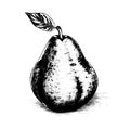 pear vector drawing. Isolated hand drawn, engraved style illustration Royalty Free Stock Photo