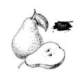 Pear vector drawing. Isolated hand drawn pear and sliced pieces.