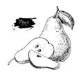 Pear vector drawing. Isolated hand drawn pear and sliced pieces. Royalty Free Stock Photo