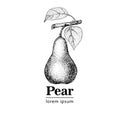 Pear, vintage engraved illustration.