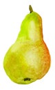 Pear watercolor