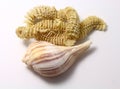 Pear whelk mother and child reunion Royalty Free Stock Photo