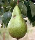 A pear in your tree.