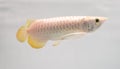 Pearl Arowana Royalty Free Stock Photo