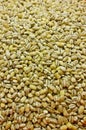 Pearl barley