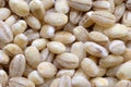 Pearl barley Royalty Free Stock Photo