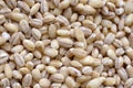 Pearl barley