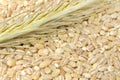 Pearl Barley with Ear Royalty Free Stock Photo