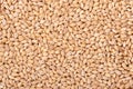Pearl barley grains background. Barley seed close up. Royalty Free Stock Photo