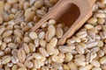 Pearl barley grains in wooden spoon, healthy food Royalty Free Stock Photo