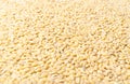 Pearl Barley or Pearled Barley Texture Background Close Up Royalty Free Stock Photo