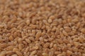 Pearl barley photo