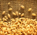 Pearl barley on sack Royalty Free Stock Photo