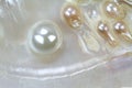 Pearl beads in oyster shell. Macro shot Royalty Free Stock Photo