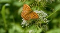 Pearl-Bordered family insects butterflies feeding