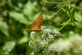 Pearl-Bordered family insects butterflies feeding